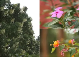 https://nithyananda.org/sites/default/files/photo-gallery/2014-09sep-28th--nithyananda-diary_IMG_9881_9883_984_bidadi-flowers.jpg?1411987146