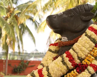 https://nithyananda.org/sites/default/files/photo-gallery/2014-09sep-28th--nithyananda-diary_IMG_9889_bidadi-ananda-nandi.JPG?1411986882