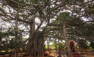 https://nithyananda.org/sites/default/files/photo-gallery/2014-09sep-28th--nithyananda-diary_IMG_9944_bidadi-banyan-tree.JPG?1411988675