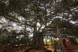https://nithyananda.org/sites/default/files/photo-gallery/2014-09sep-28th--nithyananda-diary_IMG_9946_bidadi-banyan-tree.JPG?1411987205