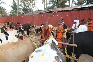 http://nithyananda.org/sites/default/files/photo-gallery/2015-01jan-16th-nithyananda-diary_IMG_9352_bidadi-mattupongal.JPG