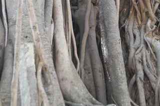 Banyan Tree at the Bidadi Adheenam