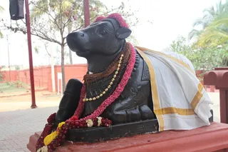 http://nithyananda.org/sites/default/files/photo-gallery/2015-03mar-01st-nithyananda-diary_IMG_1716_bidadi-ananda-nandi.JPG