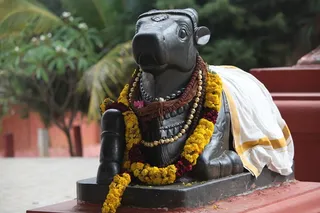 http://nithyananda.org/sites/default/files/photo-gallery/2015-03mar-03rd-nithyananda-diary_IMG_2323_bidadi-ananda%20nandi_0.JPG