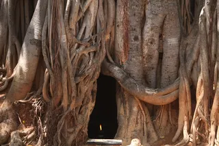 http://nithyananda.org/sites/default/files/photo-gallery/2015-03mar-11th-nithyananda-diary_IMG_4338_bidadi-temple-baniyan%20tree.JPG