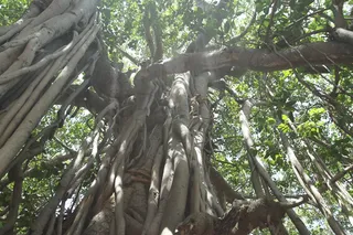The Bidadi Banyan Tree