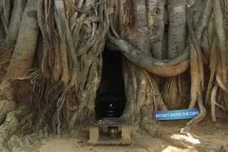 Naga Deepam under the Bidadi Banyan Tree at the Nithyananda Dhyanapeeta Adheenam