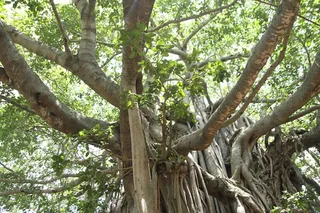 http://nithyananda.org/sites/default/files/photo-gallery/2015-06jun-11th-nithyananda-diary_IMG_8111_bidadi-temple-banyan-tree.JPG
