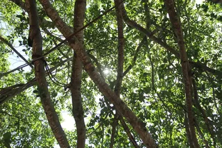 http://nithyananda.org/sites/default/files/photo-gallery/2015-06jun-11th-nithyananda-diary_IMG_8119_bidadi-temple-banyan-tree.JPG