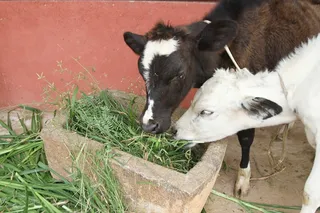 Photo 11694455