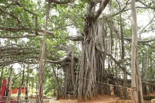 http://nithyananda.org/sites/default/files/photo-gallery/2015-06jun-14th-nithyananda-diary_IMG_8658_bidadi-temple-banyan-tree.JPG