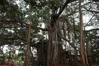 http://nithyananda.org/sites/default/files/photo-gallery/2015-06jun-22th-nithyananda-diary_IMG_0888_bidadi-temple-baniyan-tree.jpg