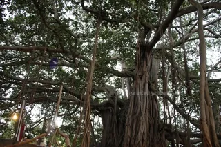 http://nithyananda.org/sites/default/files/photo-gallery/2015-06jun-22th-nithyananda-diary_IMG_0890_bidadi-temple-baniyan-tree.jpg