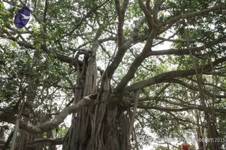http://nithyananda.org/sites/default/files/photo-gallery/2015-06jun-27th-nithyananda-diary_IMG_9815_bidadi-temple-baniyan-tree.JPG