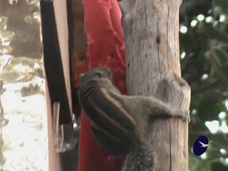 An unexpected visitor...
