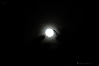 http://nithyananda.org/sites/default/files/photo-gallery/2015-12dec-24th-nithyananda-diary_IMG_9924_phuket-nithyanandoham-1008-samaya-deeksha-homa-beach-moon.JPG