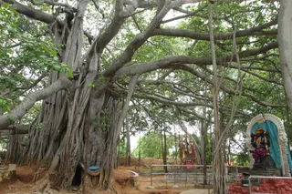 http://nithyananda.org/sites/default/files/photo-gallery/2016-6june-14th-nithyananda-diary_IMG_2631_bengaluru-aadheenam-nithyanandeshwara-temple-deities-sacred-banyan.jpg