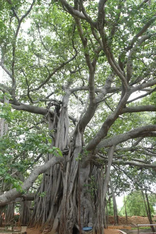 http://nithyananda.org/sites/default/files/photo-gallery/2016-6june-14th-nithyananda-diary_IMG_2632_bengaluru-aadheenam-nithyanandeshwara-temple-deities-sacred-banyan.jpg