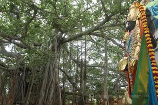 http://nithyananda.org/sites/default/files/photo-gallery/2016-6june-14th-nithyananda-diary_IMG_2649_bengaluru-aadheenam-nithyanandeshwara-temple-deities.jpg