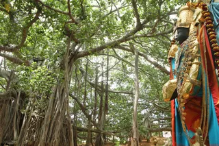 Lord Venkateshwara with the Sacred Banyan Tree