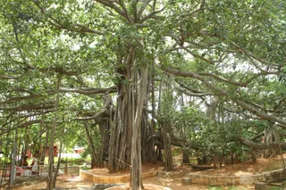 1000 year old Sacred Banyan Tree