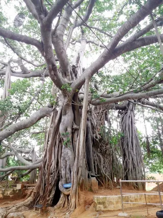 1000 Years Old Sacred Banyan Tree