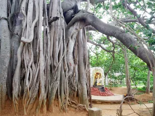 http://nithyananda.org/sites/default/files/photo-gallery/2016-6june-20th-nithyananda-diary_20160620_174938_bengaluru-aadheenam-nithyanandeshwara-temple-sacred-banyan.jpg