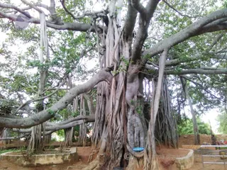 1000 Year Old Sacred Banyan Tree