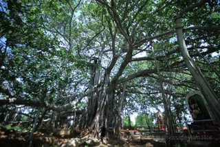 1000 year old sacred banyan tree