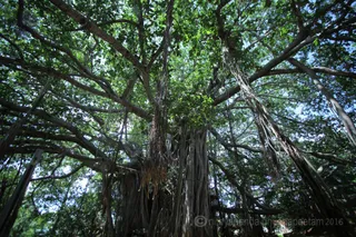 1000 year old sacred banyan tree