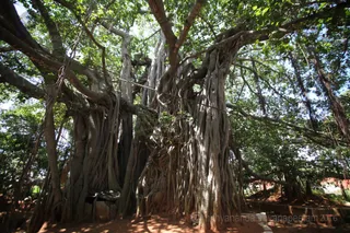 1000 year old sacred banyan tree