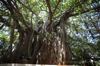 1000 year old sacred banyan tree