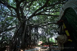 1000 year old sacred banyan tree with Dakshinamurhty