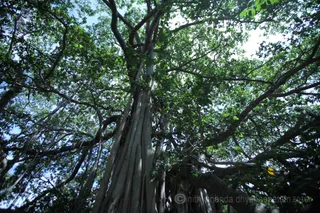 1000 year old sacred banyan tree