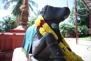 Nandi!