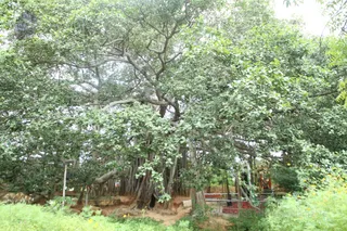 The Sacred 1000 year old Banyan Tree