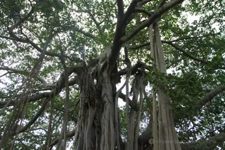 Photo 11705162
