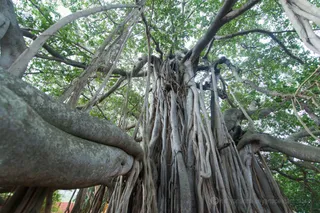 Third Eye Initiation at the Sacred Banyan Tree