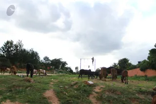 http://nithyananda.org/sites/default/files/photo-gallery/2016-9sept-7th-nithyananda-diary_IMG_0538_bengaluru-aadheenam-road-construction.jpg