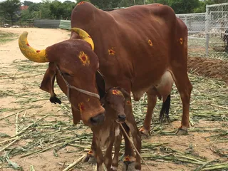 The Aadheenam Goshala - Newborn Baby Calf