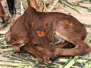 The Aadheenam Goshala - Newborn Baby Calf