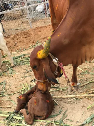 The Aadheenam Goshala - Newborn Baby Calf