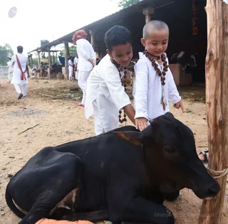 Campus Tour - Goshala (sacred cowshed)