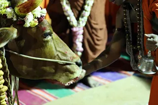 http://nithyananda.org/sites/default/files/photo-gallery/2018-01-Jan-15-nithyananda-diary_bengaluru-aadheenam_mattu-pongal-celebrations_7T7A0092.jpg