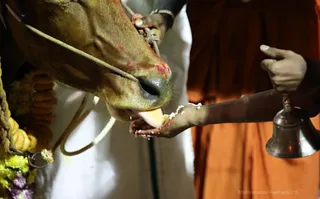 http://nithyananda.org/sites/default/files/photo-gallery/2018-01-Jan-15-nithyananda-diary_bengaluru-aadheenam_mattu-pongal-celebrations_7T7A0093.jpg