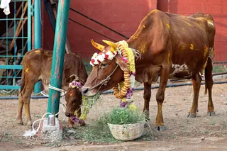 http://nithyananda.org/sites/default/files/photo-gallery/2018-01-Jan-15-nithyananda-diary_bengaluru-aadheenam_mattu-pongal-celebrations_7T7A9900.jpg