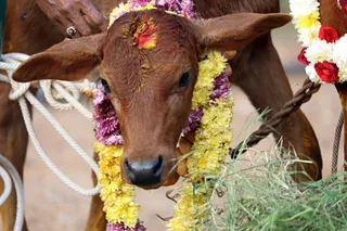 http://nithyananda.org/sites/default/files/photo-gallery/2018-01-Jan-15-nithyananda-diary_bengaluru-aadheenam_mattu-pongal-celebrations_7T7A9907.jpg