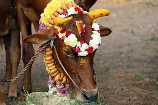 http://nithyananda.org/sites/default/files/photo-gallery/2018-01-Jan-15-nithyananda-diary_bengaluru-aadheenam_mattu-pongal-celebrations_7T7A9913.jpg