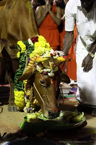 http://nithyananda.org/sites/default/files/photo-gallery/2018-01-Jan-15-nithyananda-diary_bengaluru-aadheenam_mattu-pongal-celebrations_7T9A0338.jpg