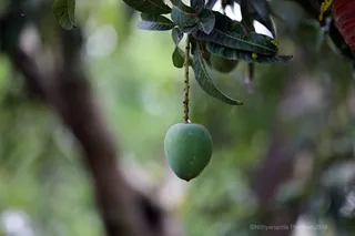 Photo 11717483